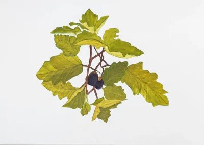 MVarnavsky - Aubergine5